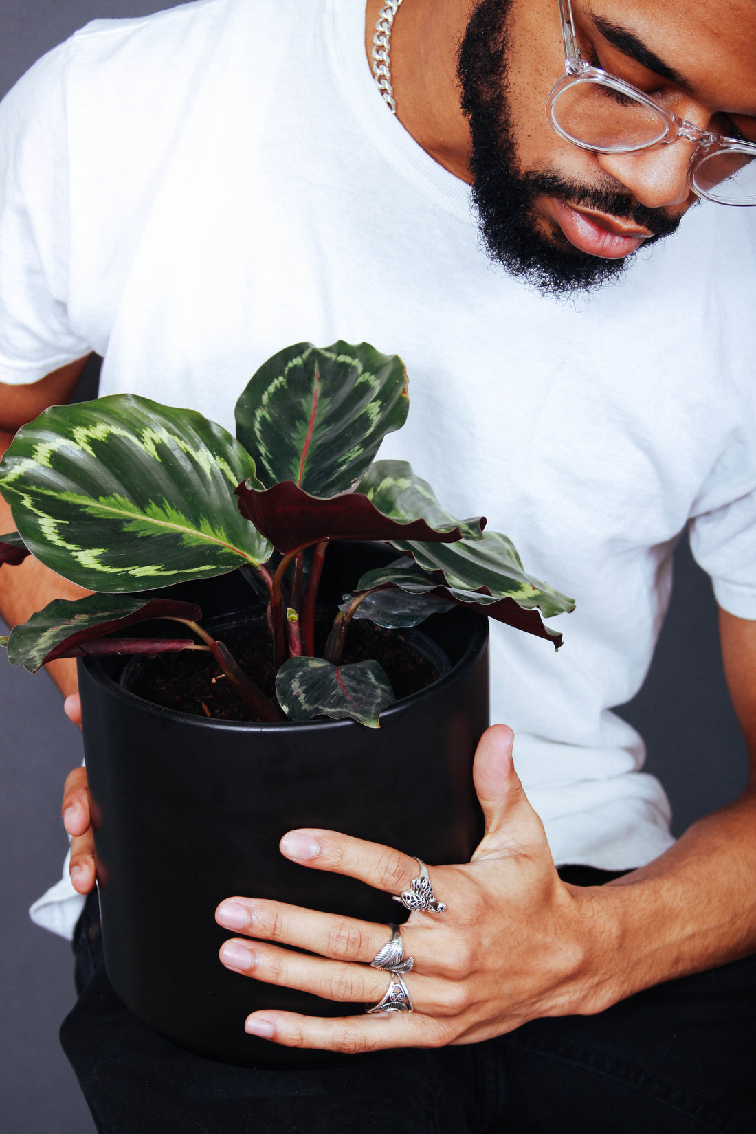 A person holds a Calathea Medallion in their hands.