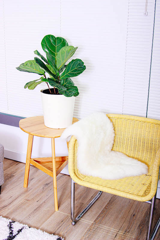 A Fiddle Leaf plant thriving inside a home.