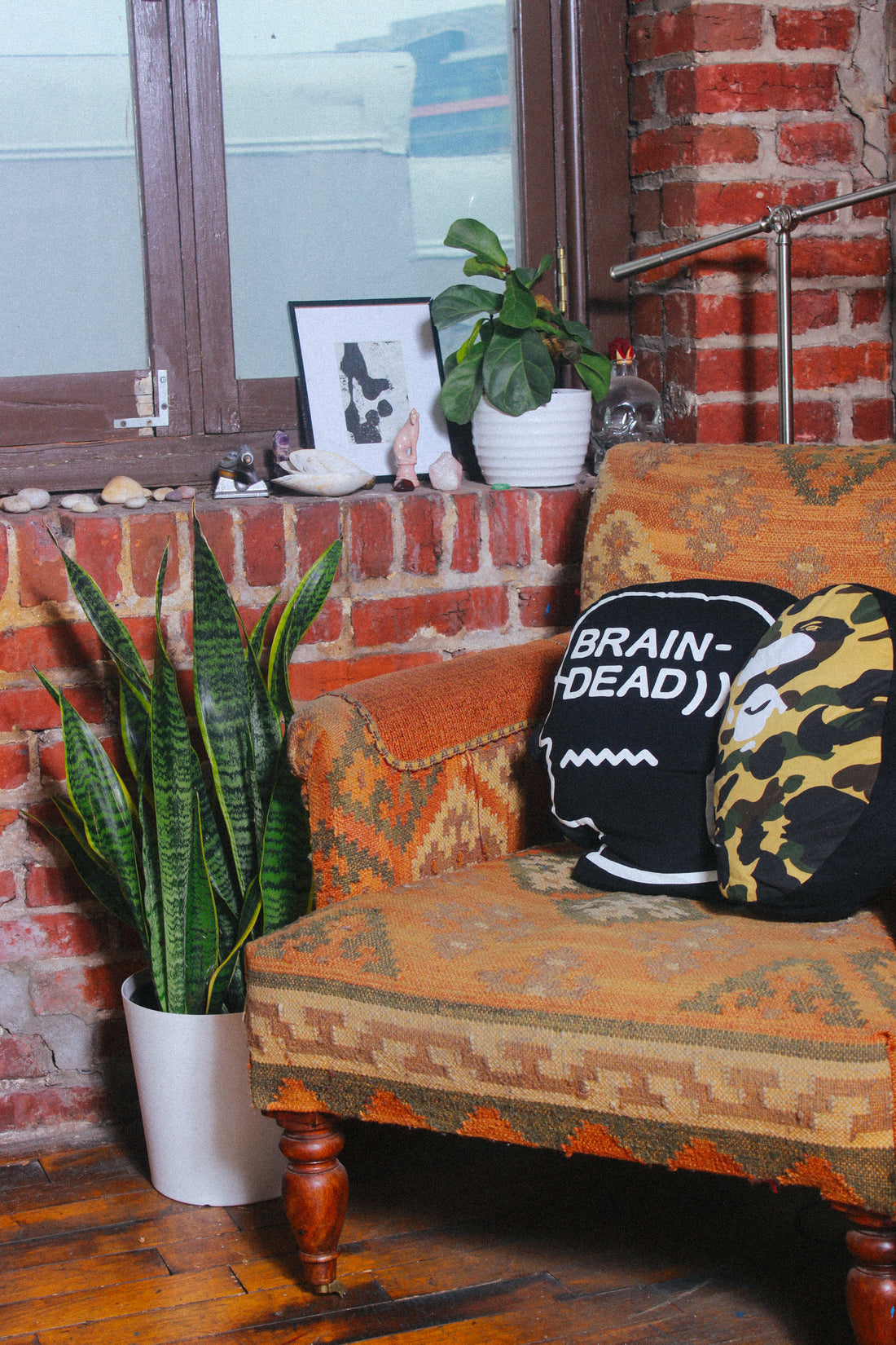 Signs of Winter Stress in Houseplants