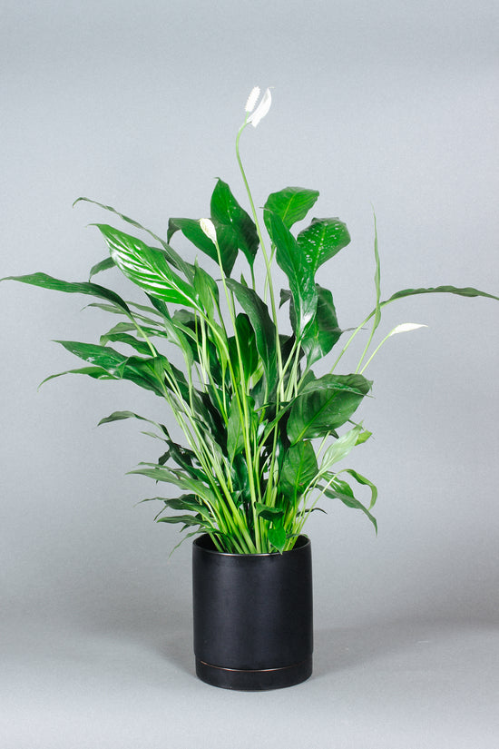 How to Care For a Peace Lily