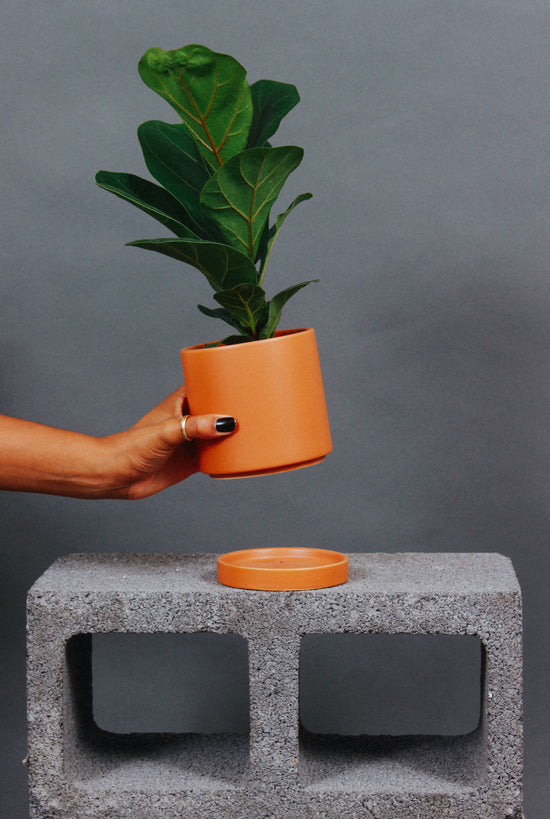 A person places a healthy Fiddle Leaf Fig down.
