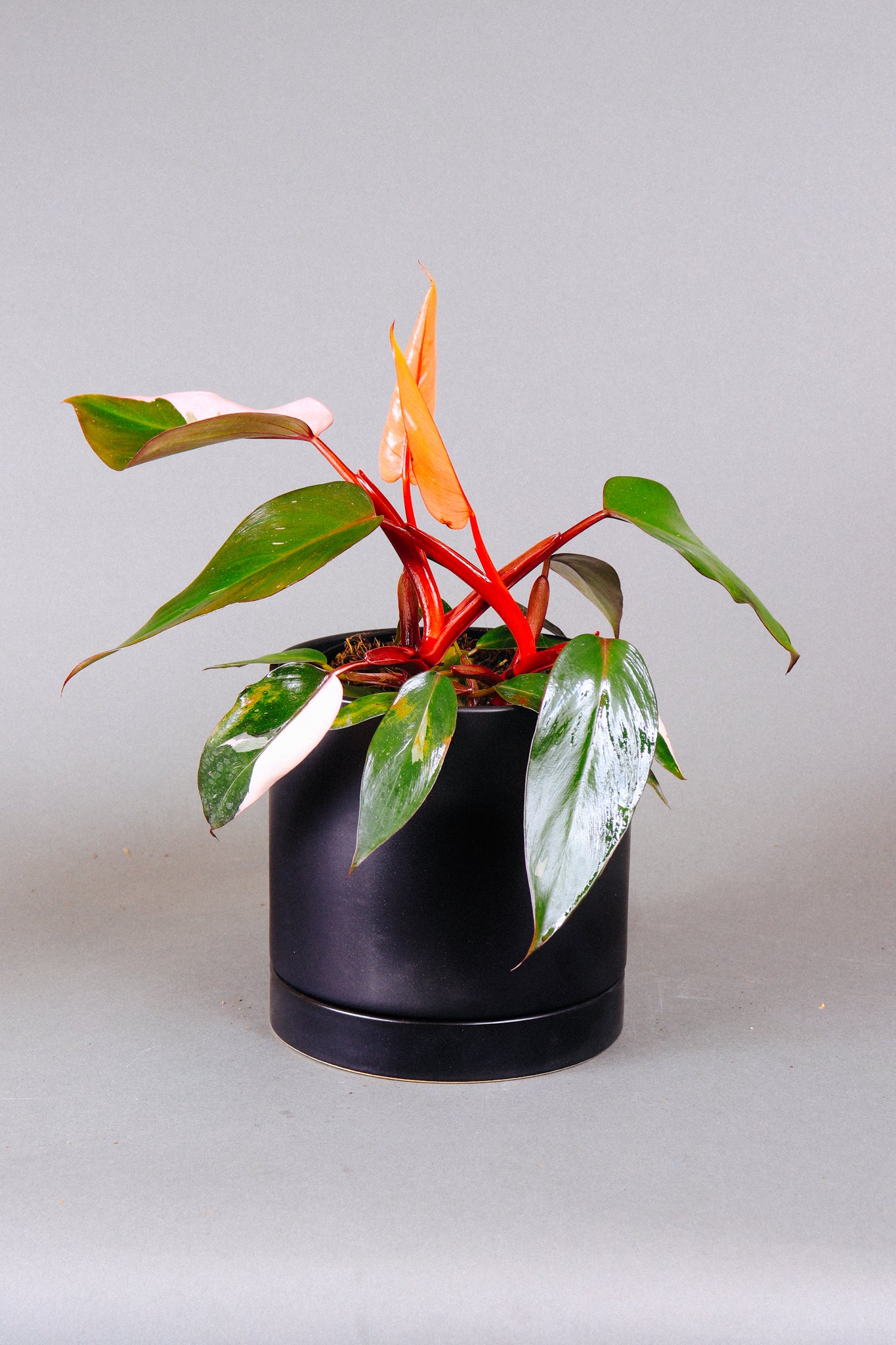 How to Care For The Philodendron Pink Princess  Grounded