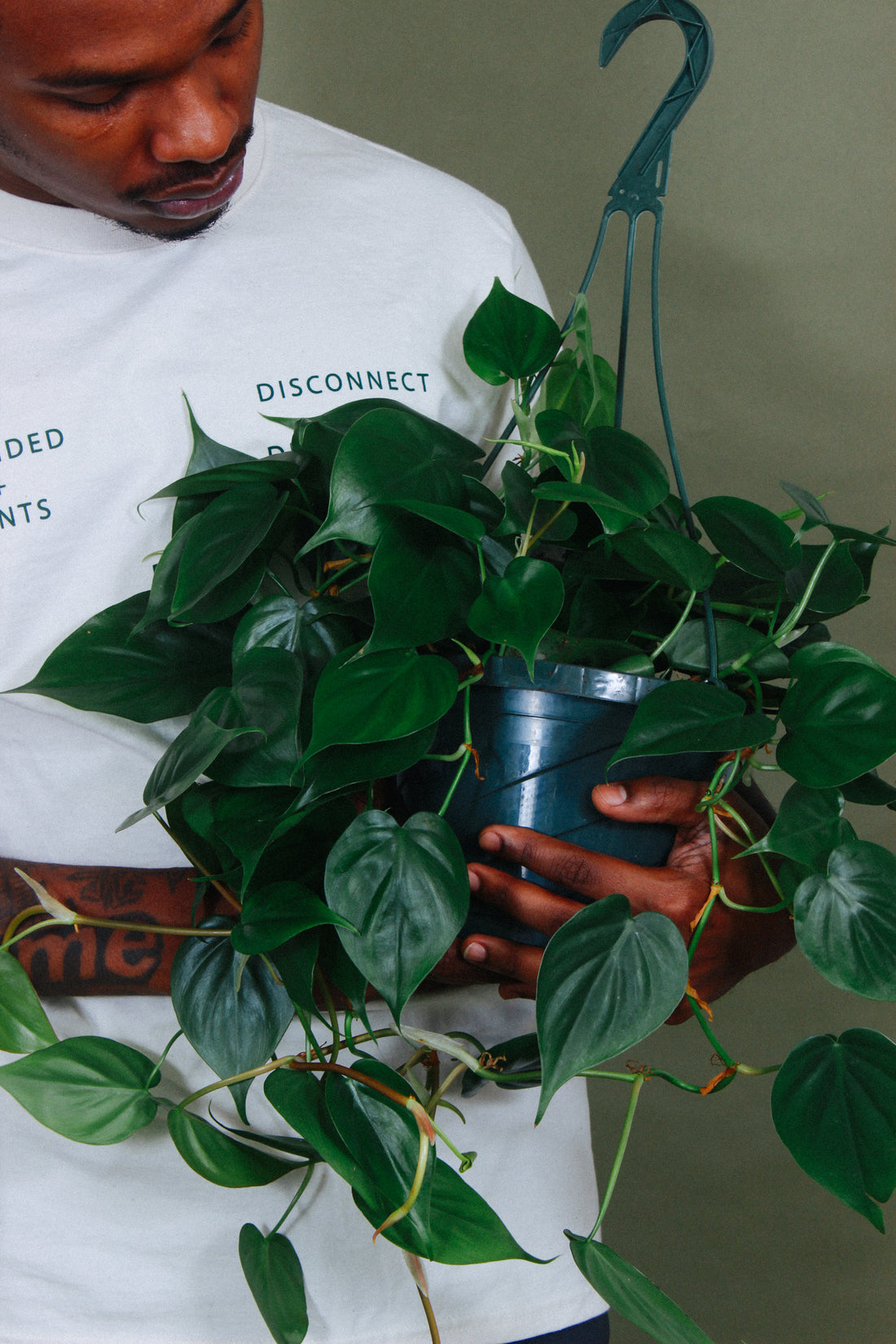 A person holds a healthy Philodendron Cordatum plant. 