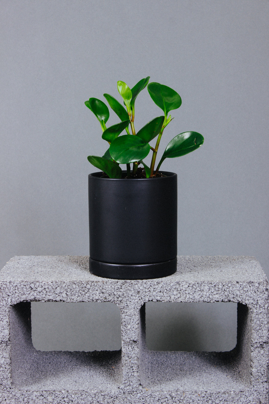 A healthy Peperomia Obtusifolia.