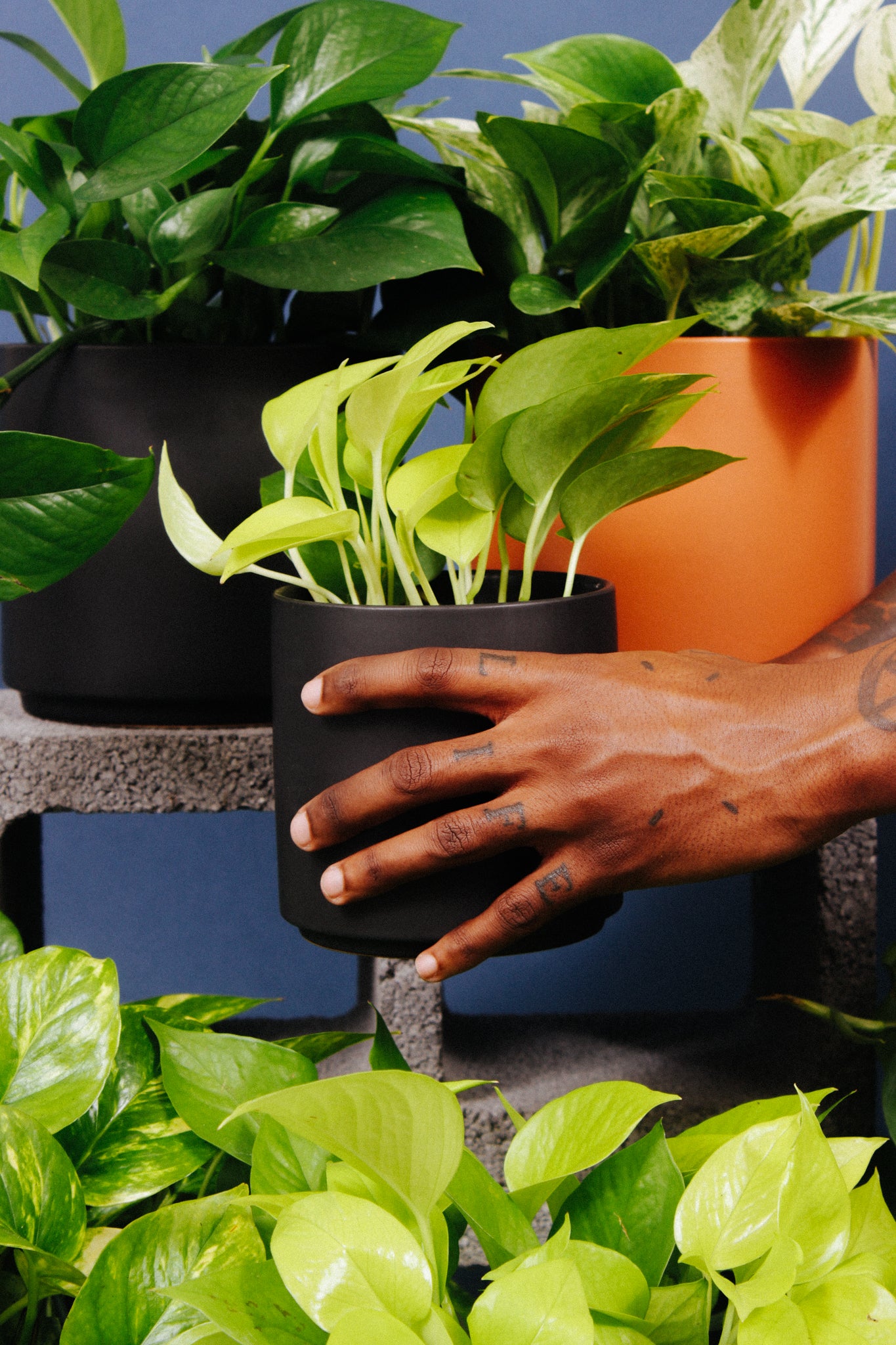 pothos plants for sale 12 Pack of 4.25" Assorted Pothos  Altman Specialty Plants