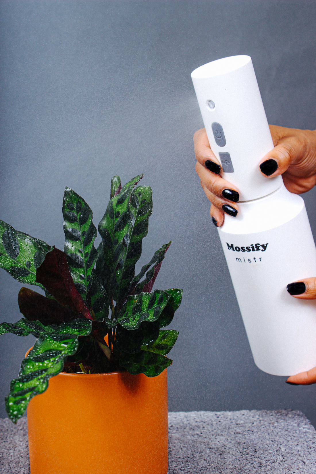 An indoor Rattlesnake Plant is provided tropical conditions through misting.