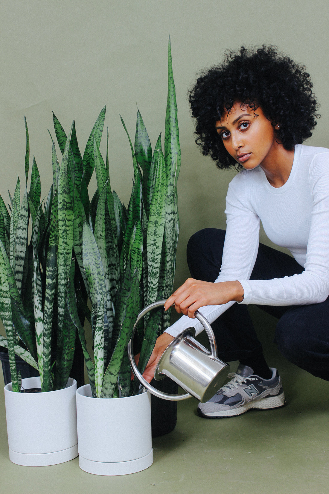 A person watering their healthy Snake Plants.