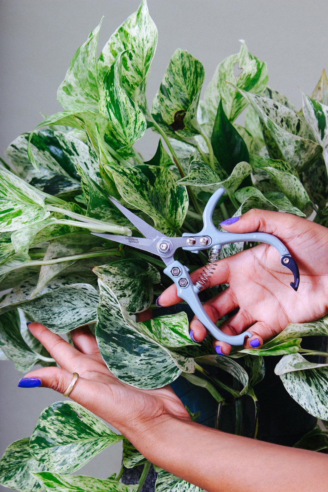 A person uses shears to trim a vine on their Pothos plant.