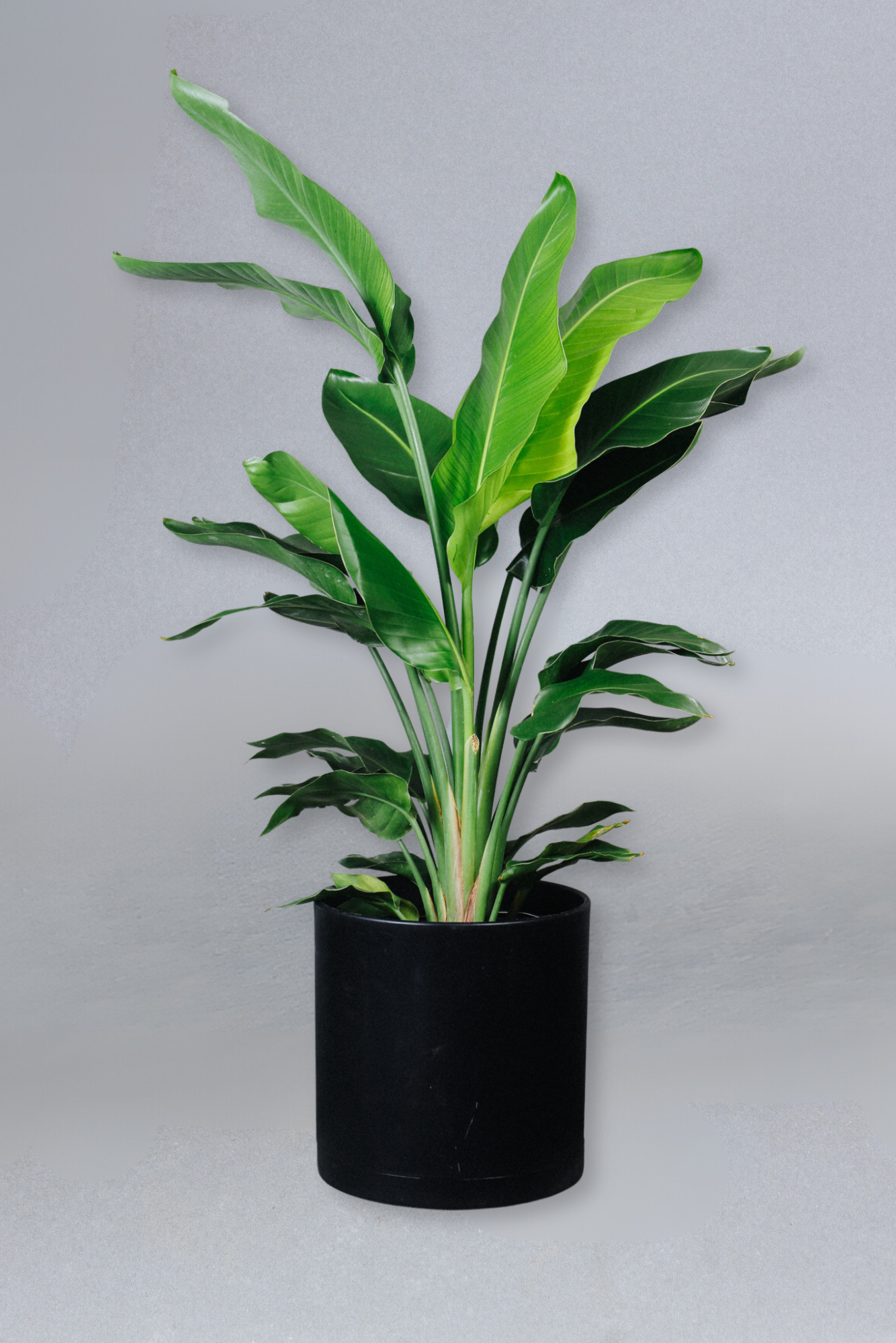 10-in Birds Of Paradise