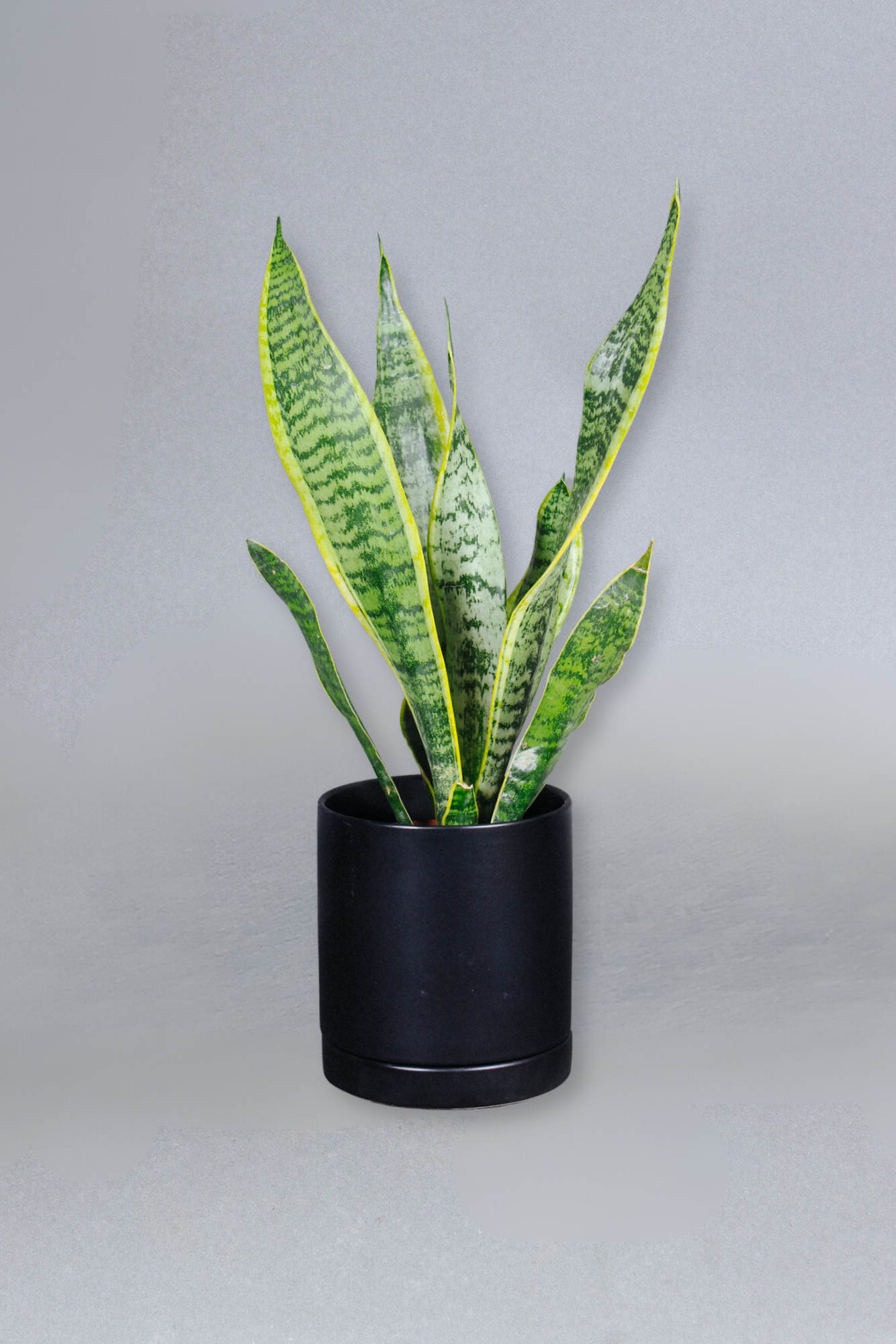 Sanseveria Laurentii