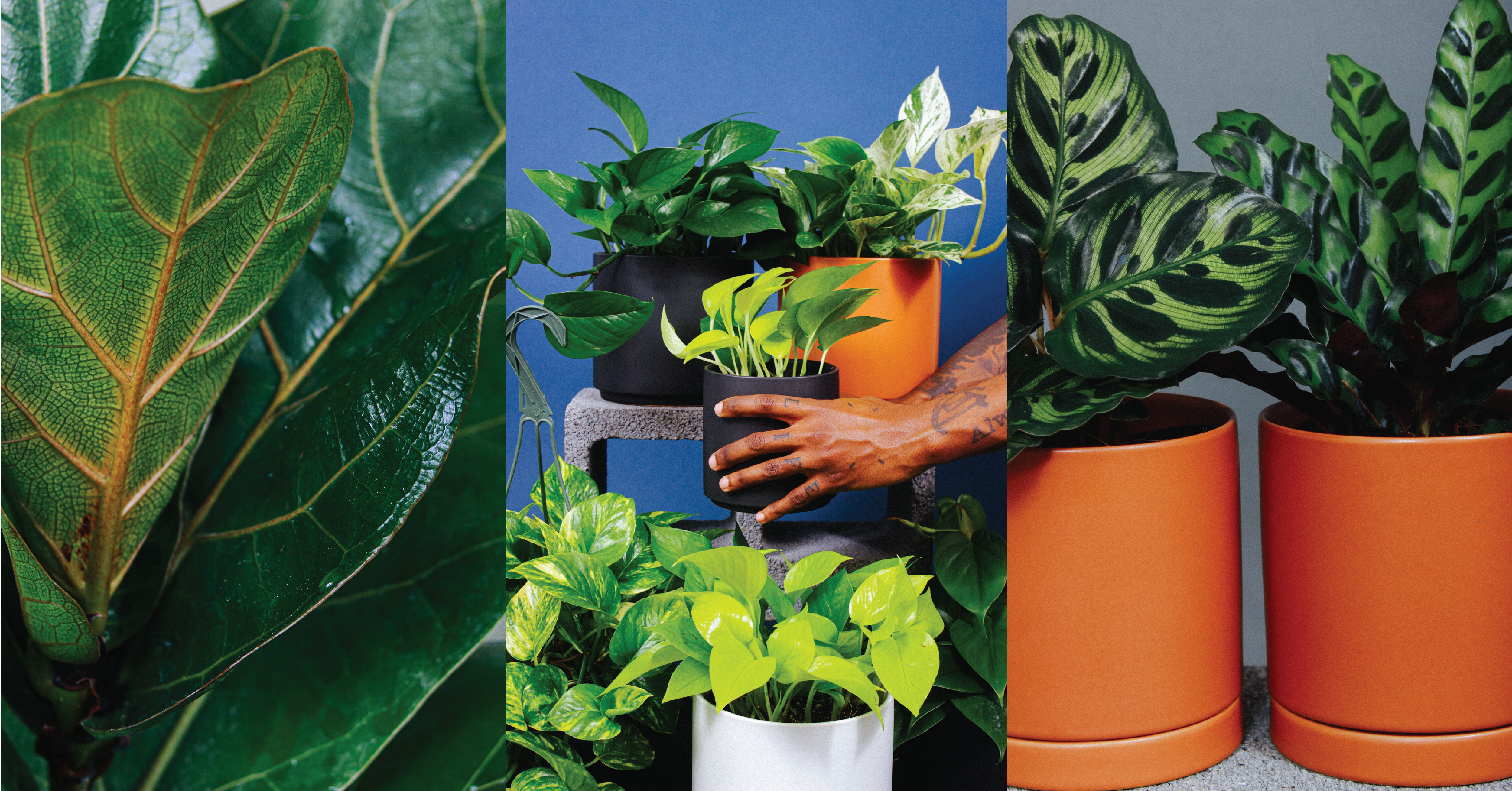 Buy Plant Rental Online in USA – Grounded