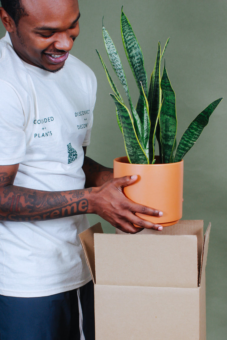 A man smiling while holding vibrant beginner friendly snake plant.