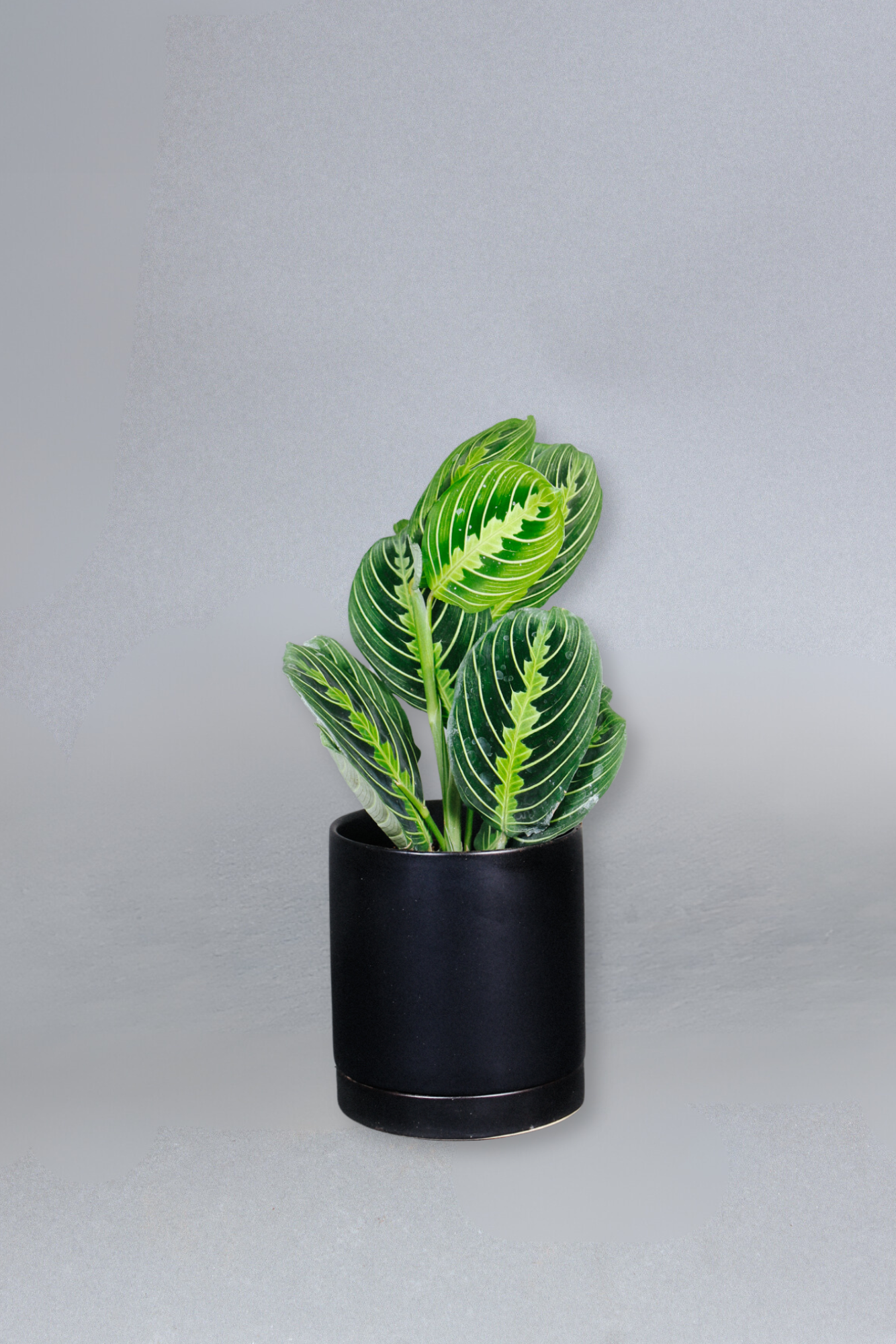 lemon lime prayer plant Buy Lemon Lime Maranta Plant Online in the USA – Grounded