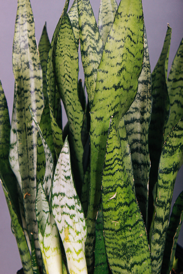 A close-up of the stripes on the Sansevieria Zeylanica leaves.