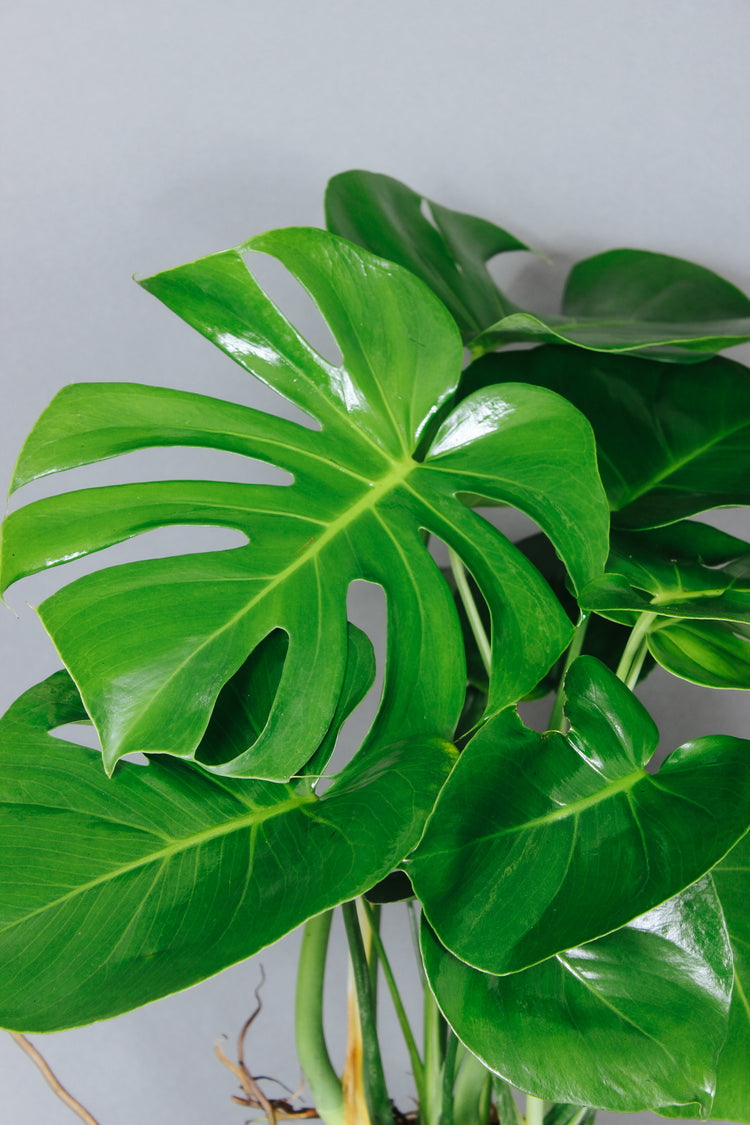 A close-up of a Monstera Deliciosa, showing its infamous leaf holes.