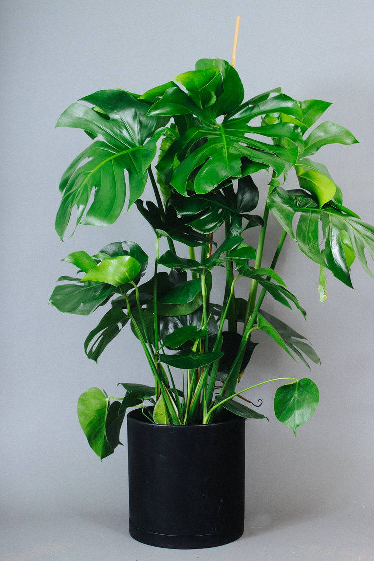 A mature Monstera Deliciosa plant on the floor in a 10-inch pot. 