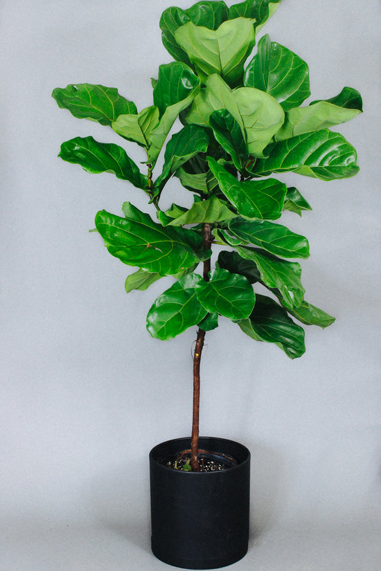 A tall Fiddle Leaf Fig tree on the floor in a 10-inch pot.