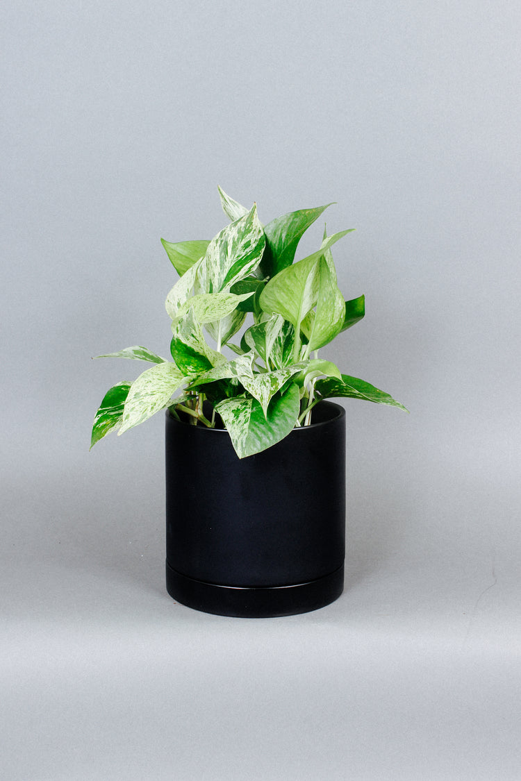 A marble pothos plant grows inside of a matte black pot.