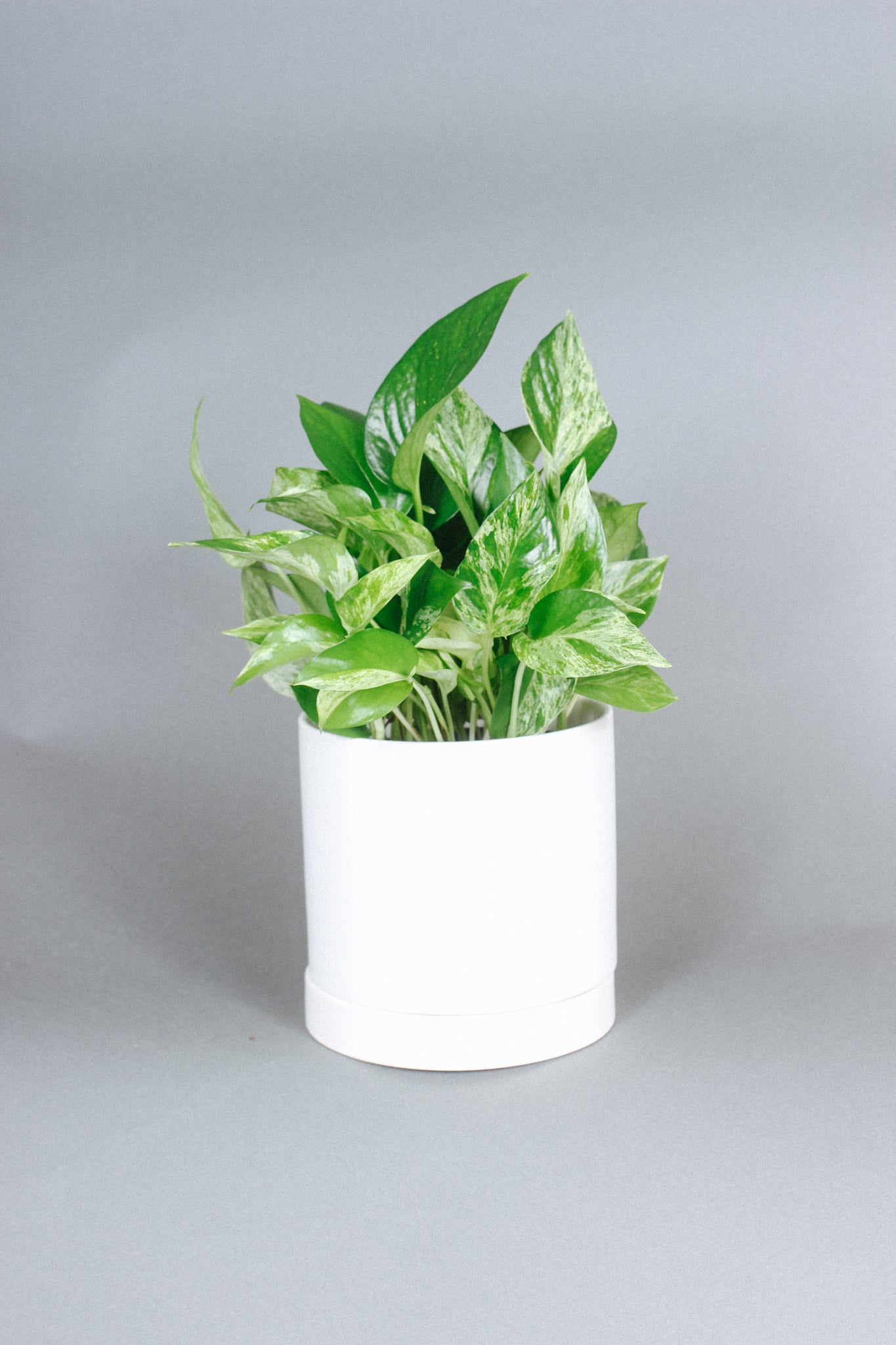 Marble Pothos