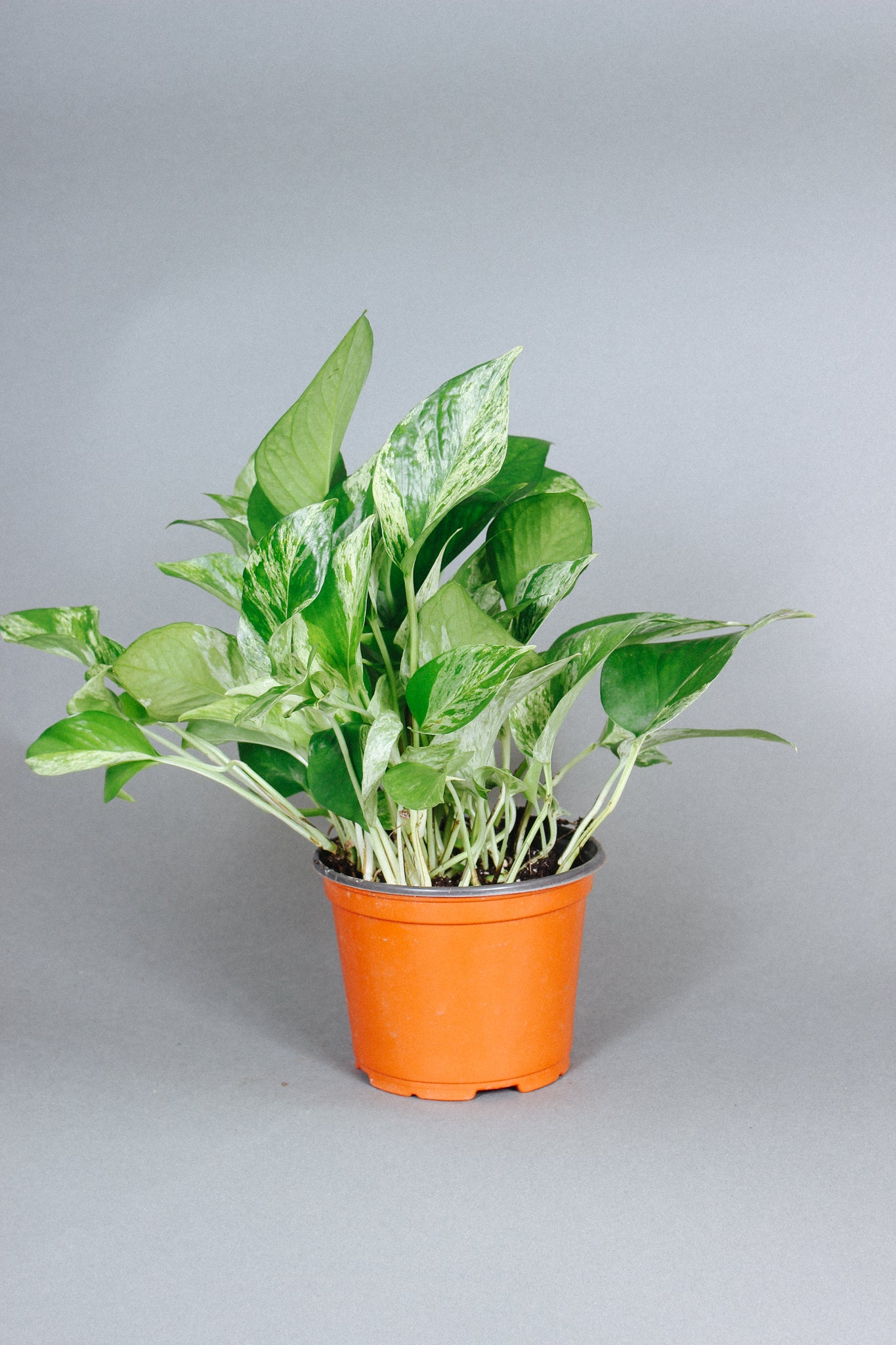 Marble Pothos