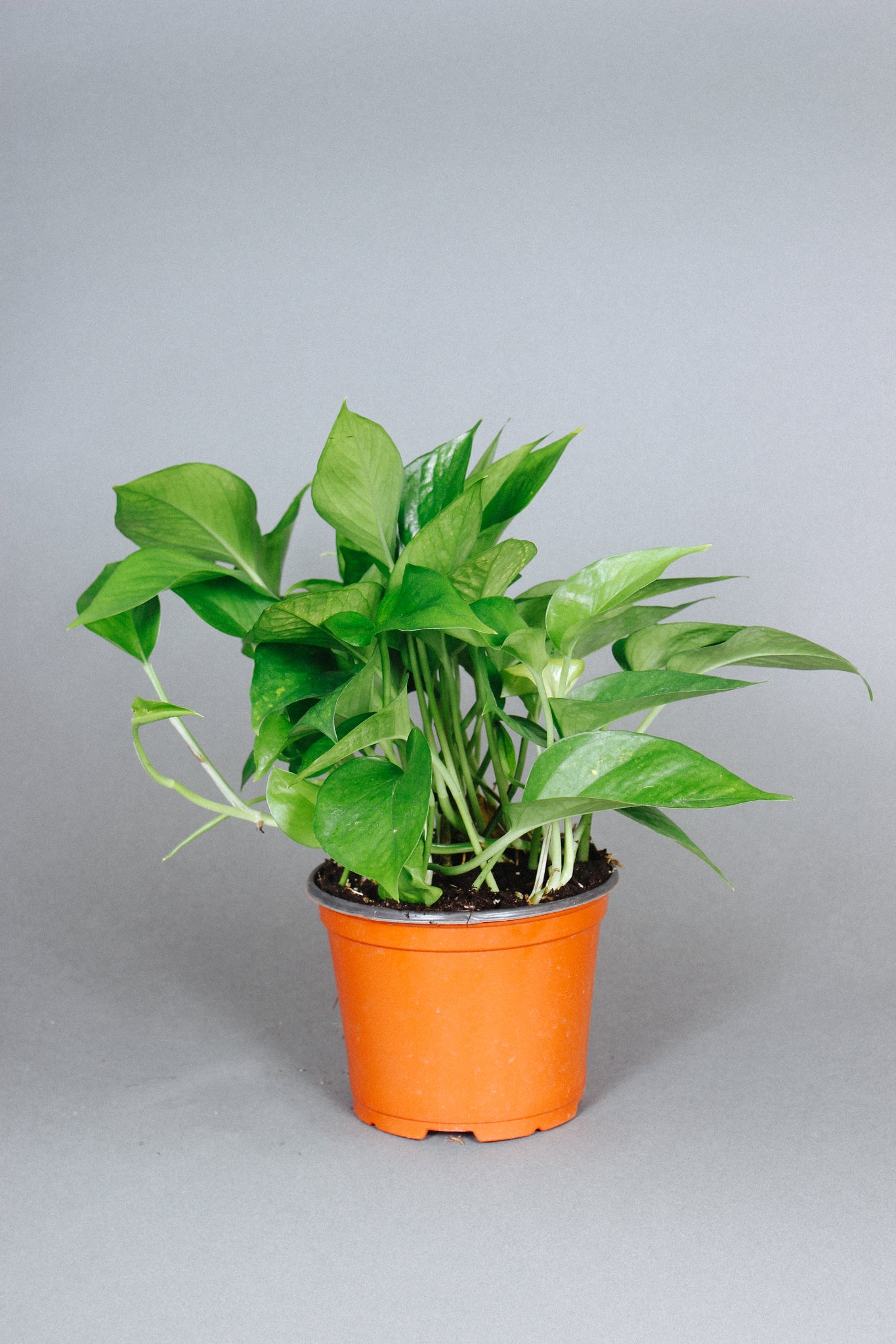 Jade Pothos