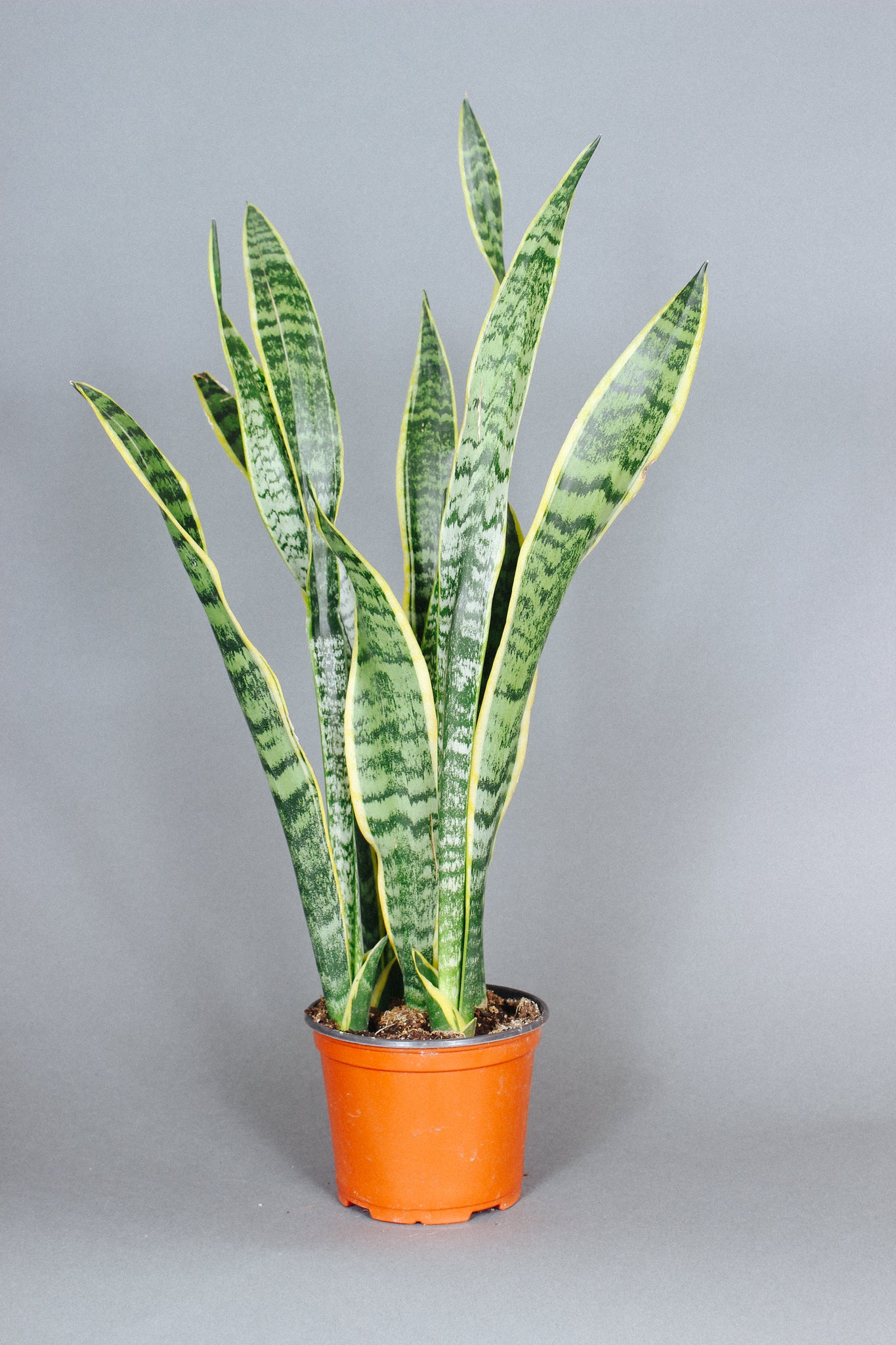 Sanseveria Laurentii