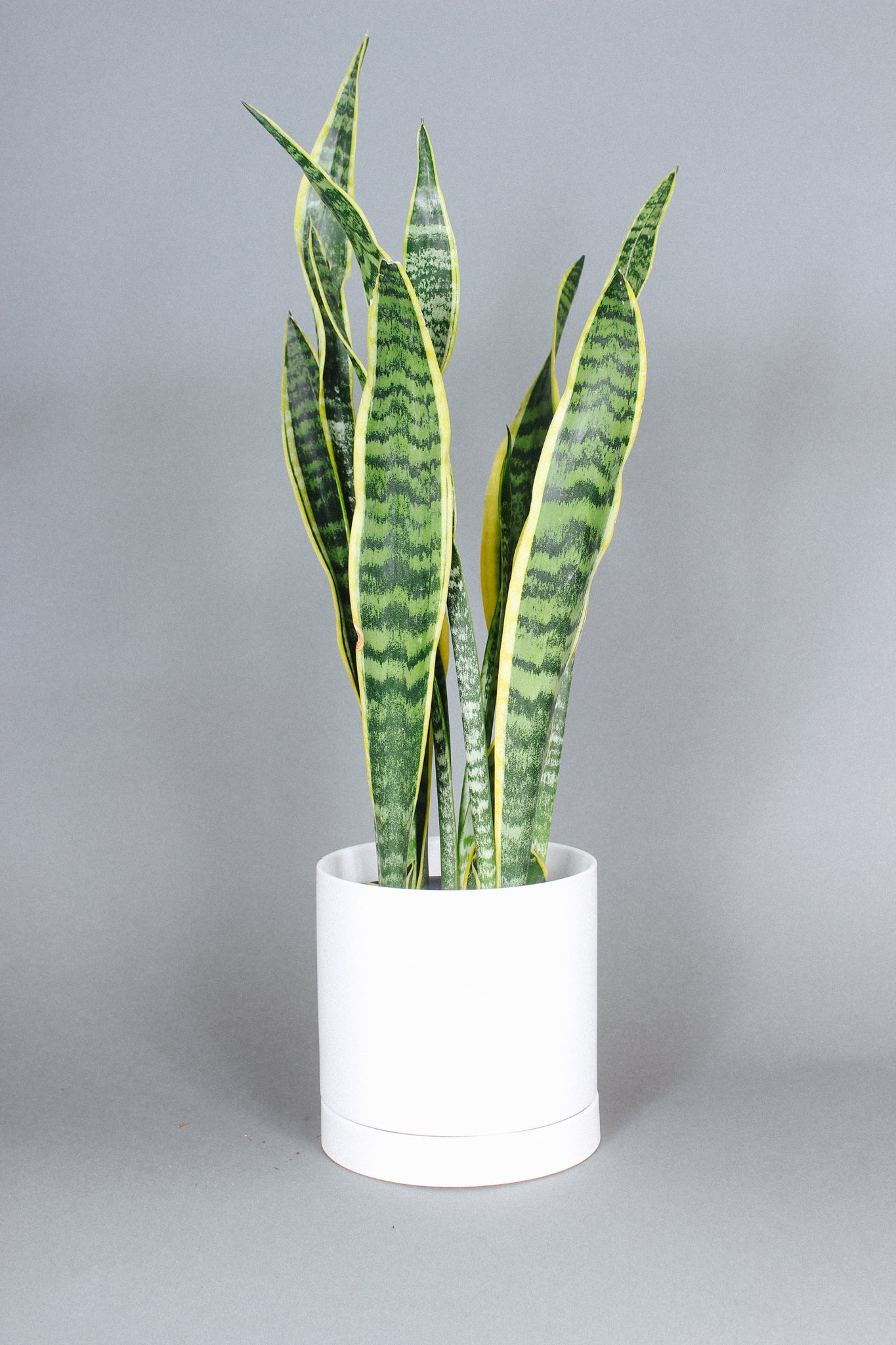 Sanseveria Laurentii