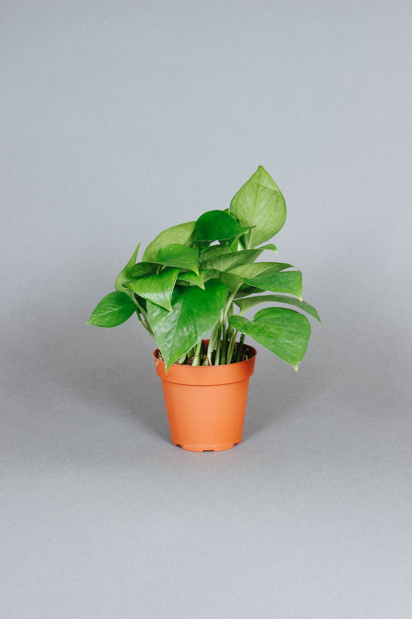 Jade Pothos