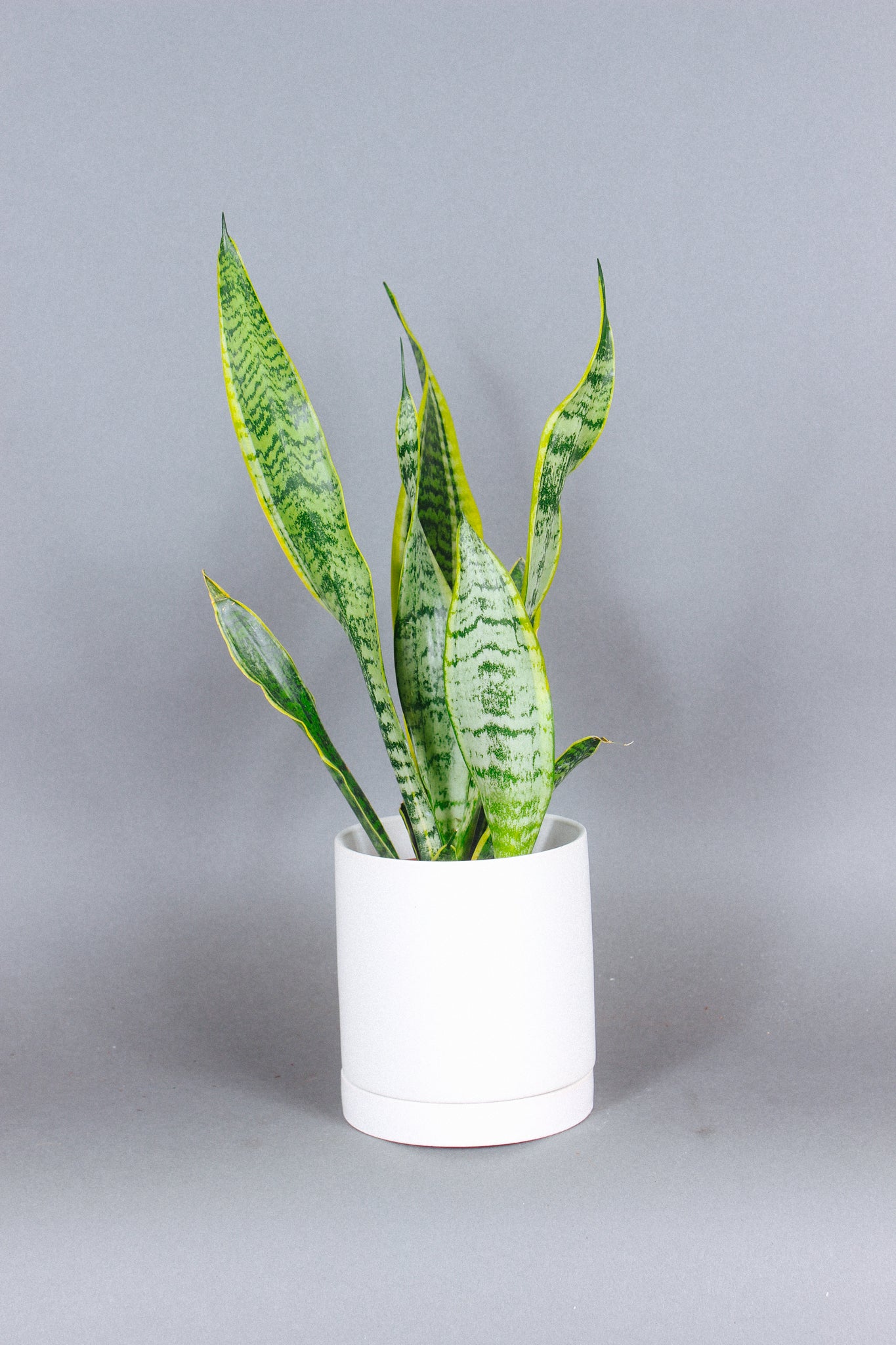 Sanseveria Laurentii