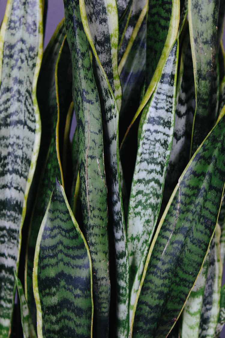 The leaves on a Sansevieria Laurentti are tall and sword-like leaves with a bright yellow border.