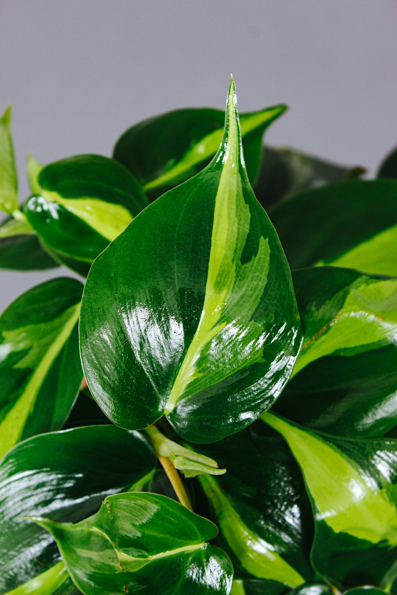 A close up of a Philodendron Brasil leaf, marked by unique strokes of lime and deep green colors.