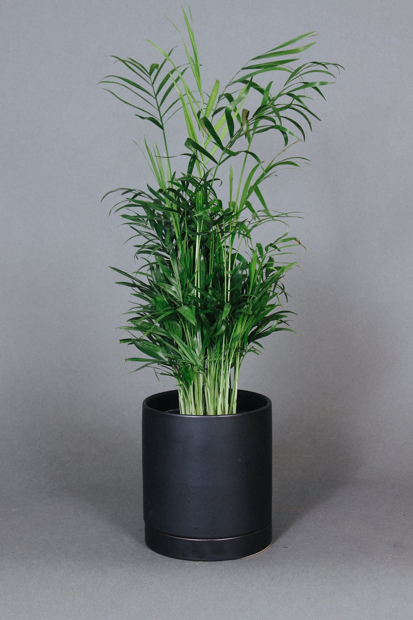 The Neanthe Palm shows off its upright fronds over a black planter.