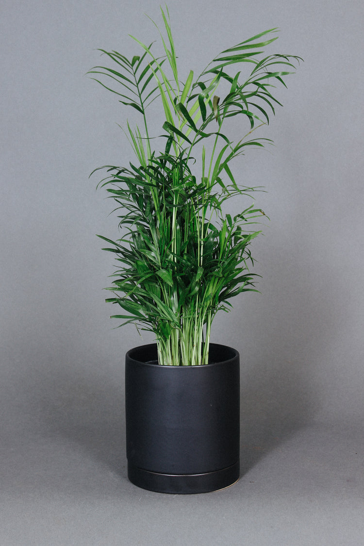 The Neanthe Palm shows off its upright fronds over a black planter.