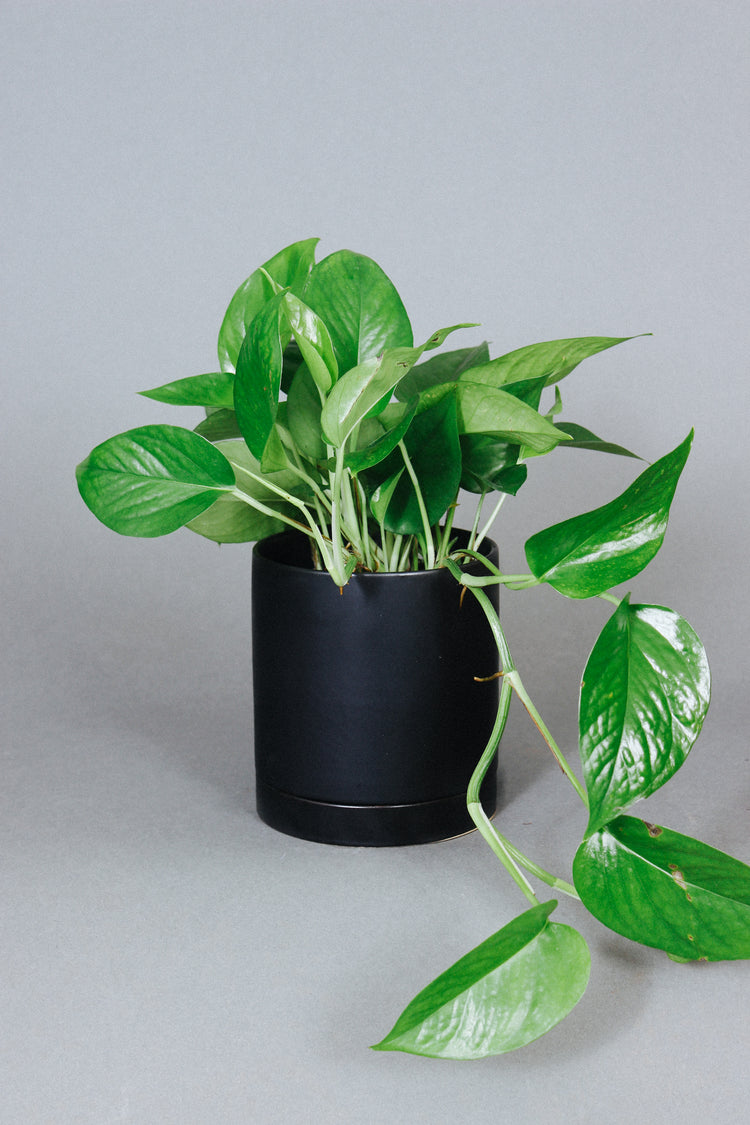 The vines of a Jade Pothos hang over a black pot..