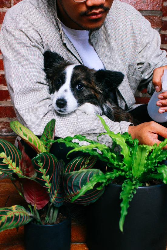 A dog sits in someones lap, near pet-friendly plants.