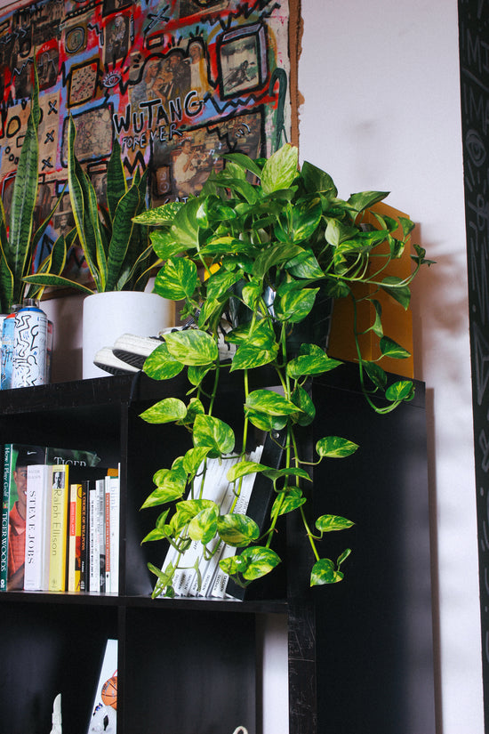 A houseplant grows long and lush on a shelf.