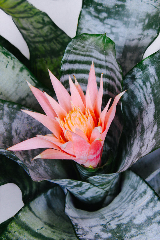 How To Care For The Bromeliad