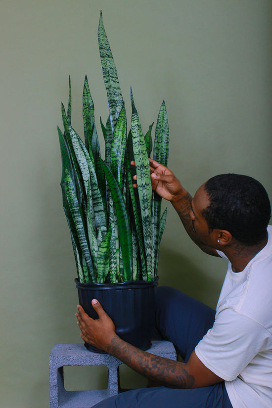 A person caring for their healthy Snake Plant.