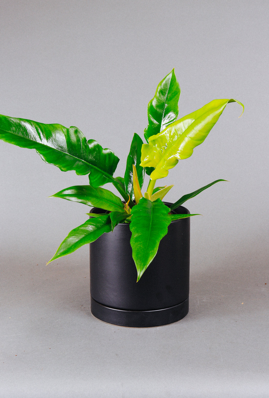 How to Care For The Philodendron Jungle Boogie