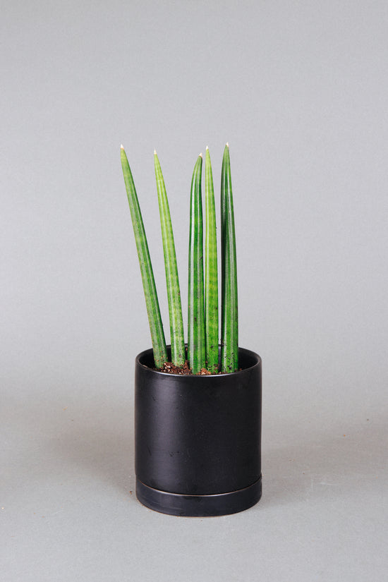 How To Care For The Sansevieria Cylindrica