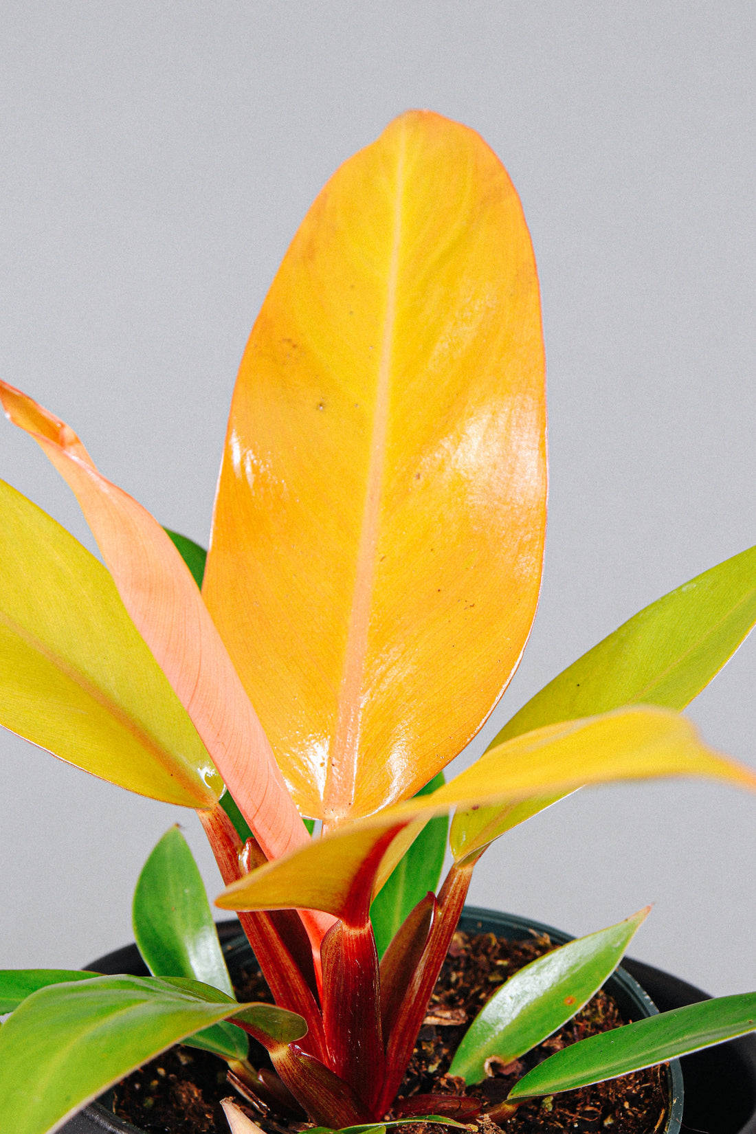 How To Care For The Philodendron Prince of Orange