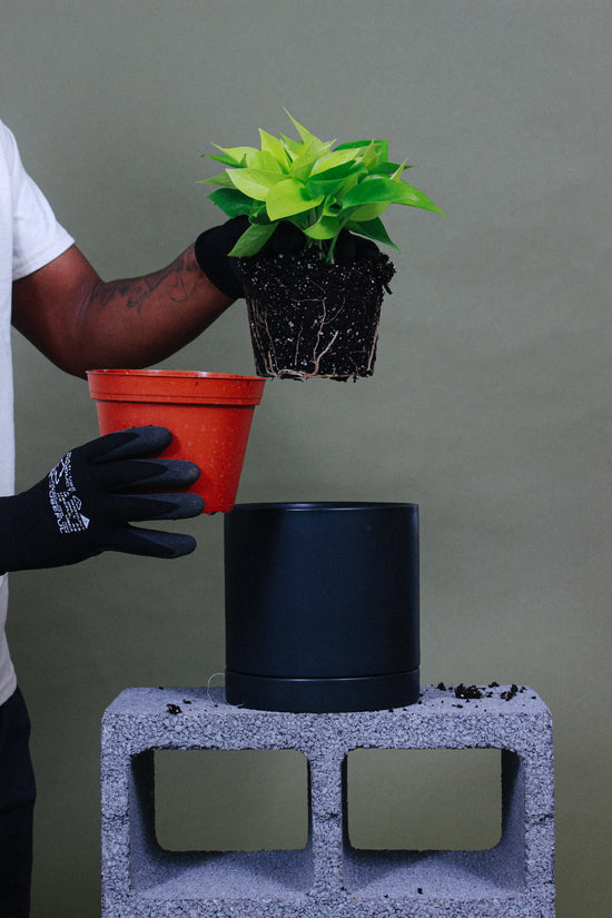 A person repotting their plant into a ceramic pot.