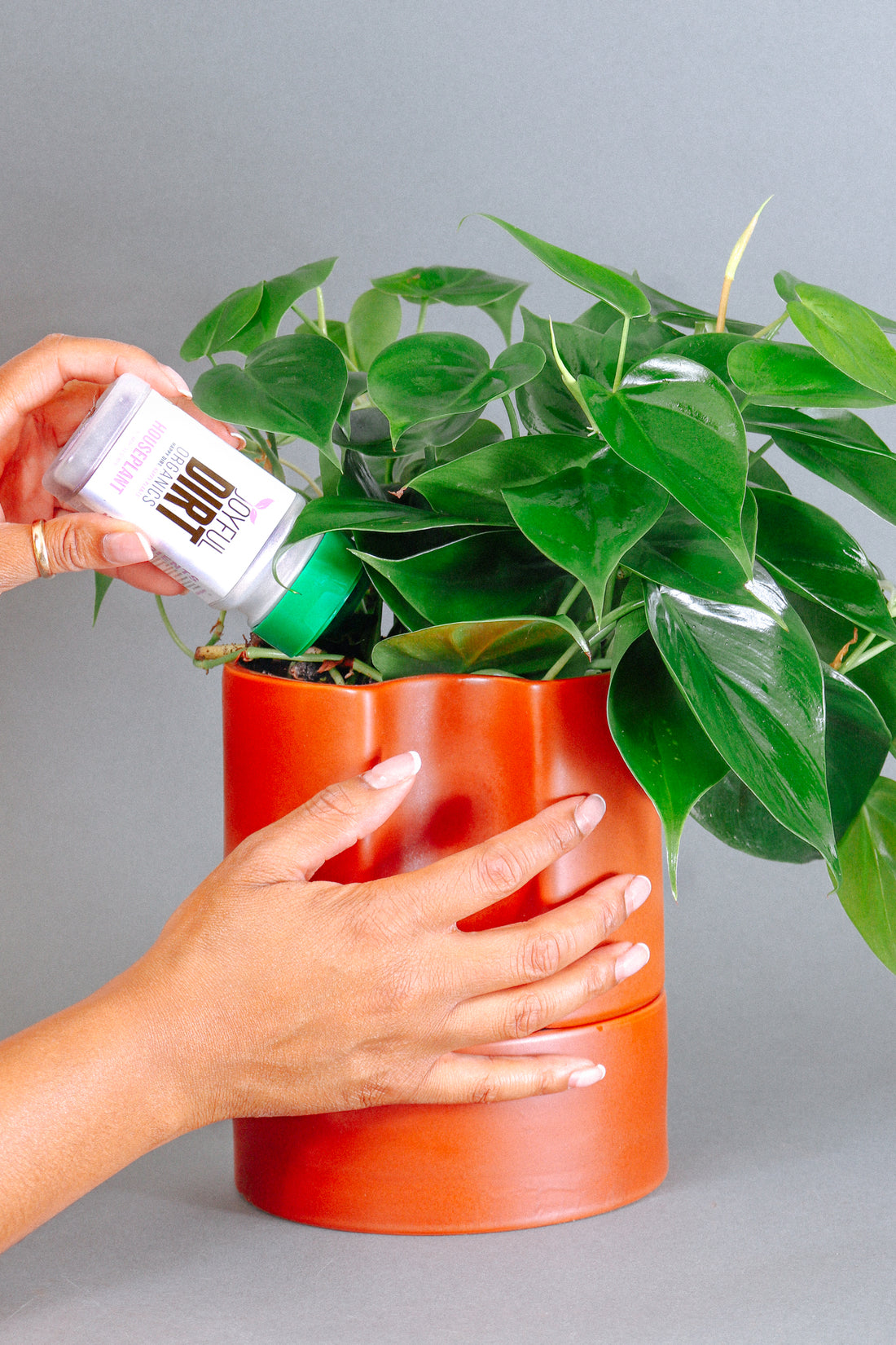 Everything You Need To Know About Fertilizing Your Houseplants