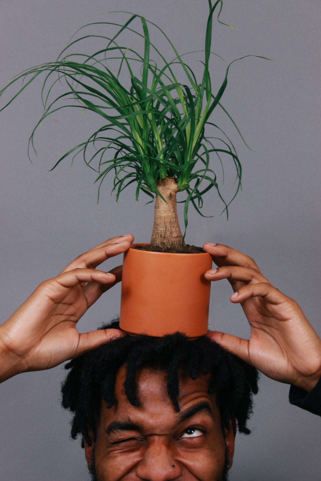 A person playfully sits a Ponytail Palm on top of their head.