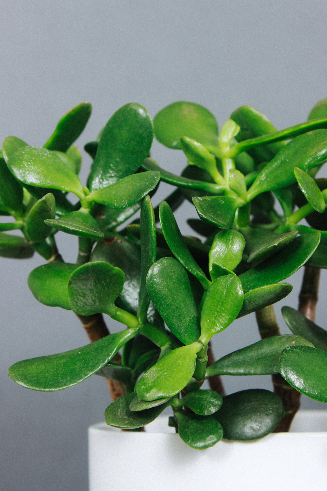 A close-up of the Jade Plants leaves.