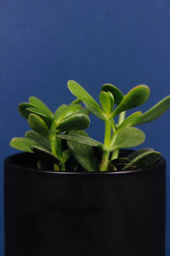 A close-up of the Jade Plant.