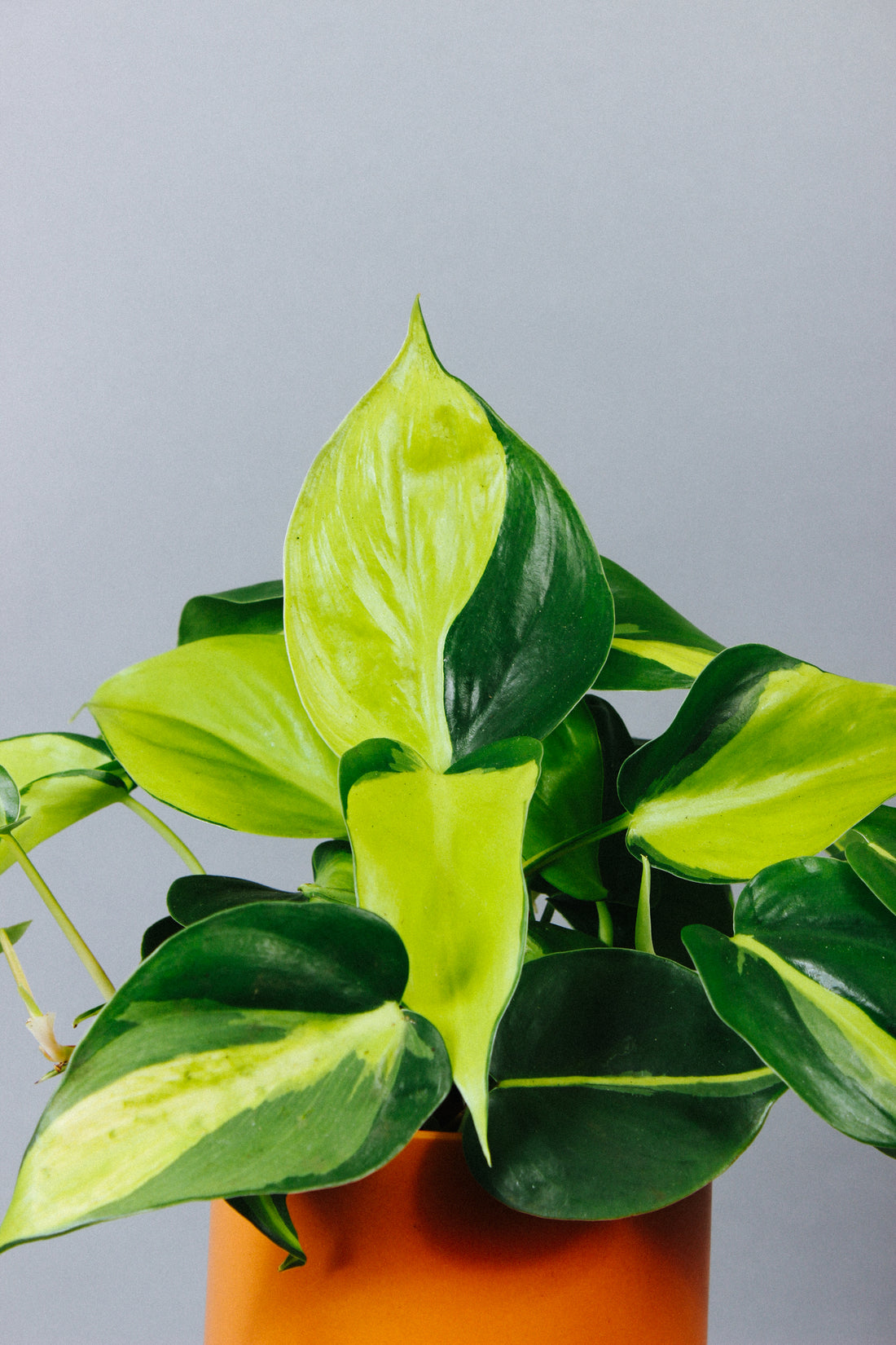 A healthy, perky, and bright Philodendron Brasil plant.