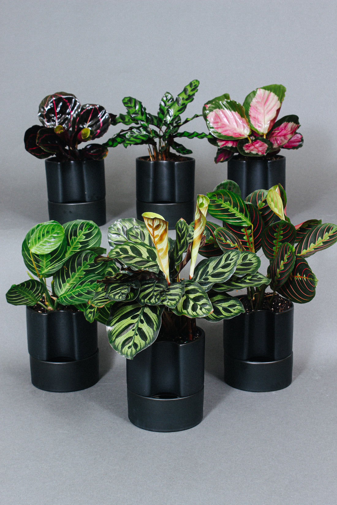 A group of Prayer Plants and Calatheas together.