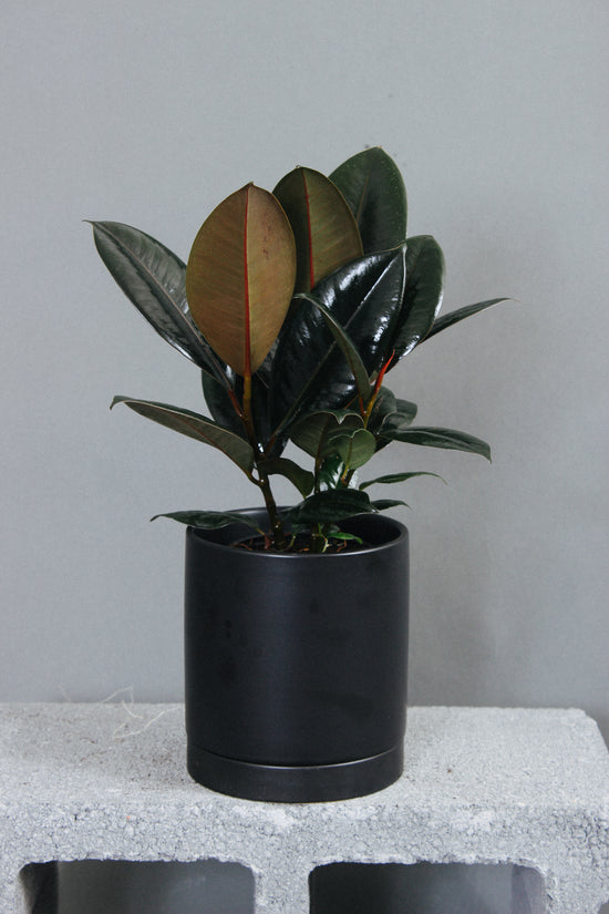 A healthy Rubber Tree plant.