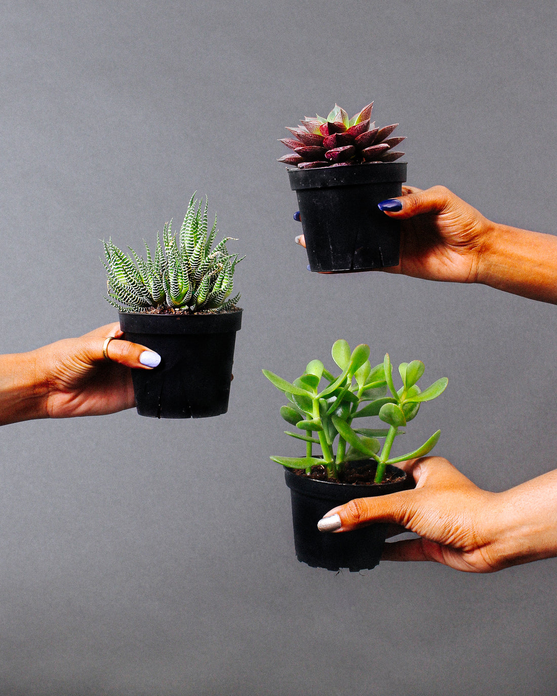 Three different succulents are held up by hands.